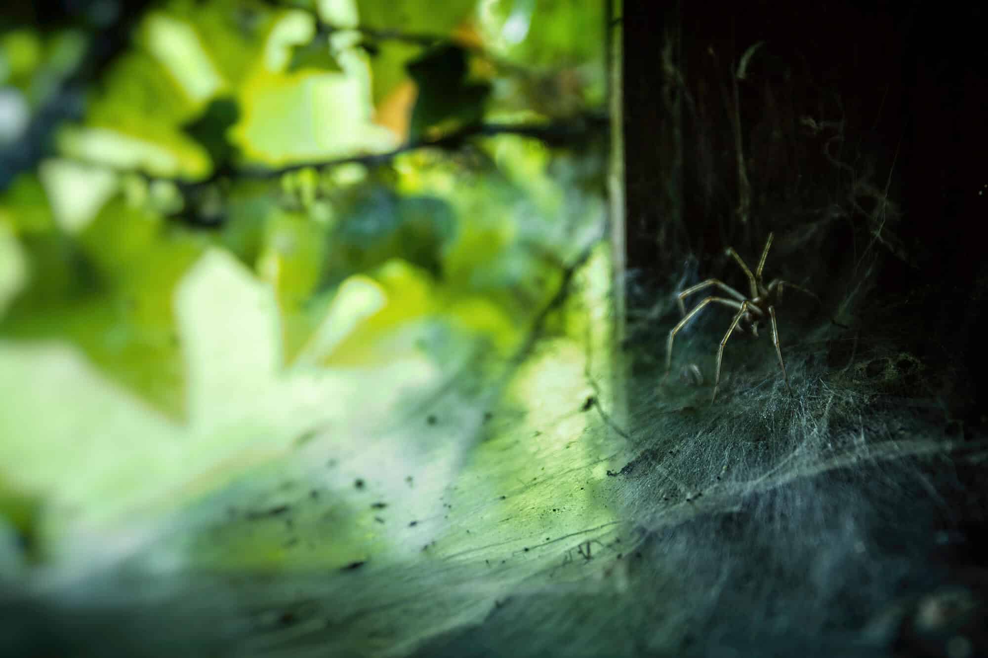 spin in een oude verlaten boerderij