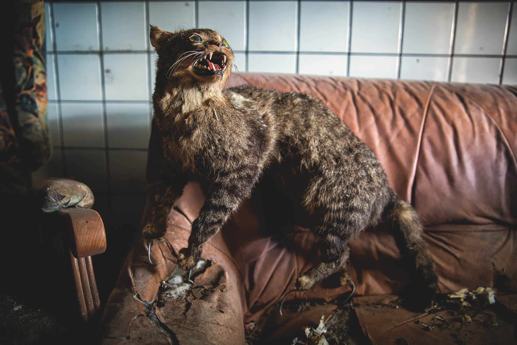 ferme hiboux opgezetten dieren