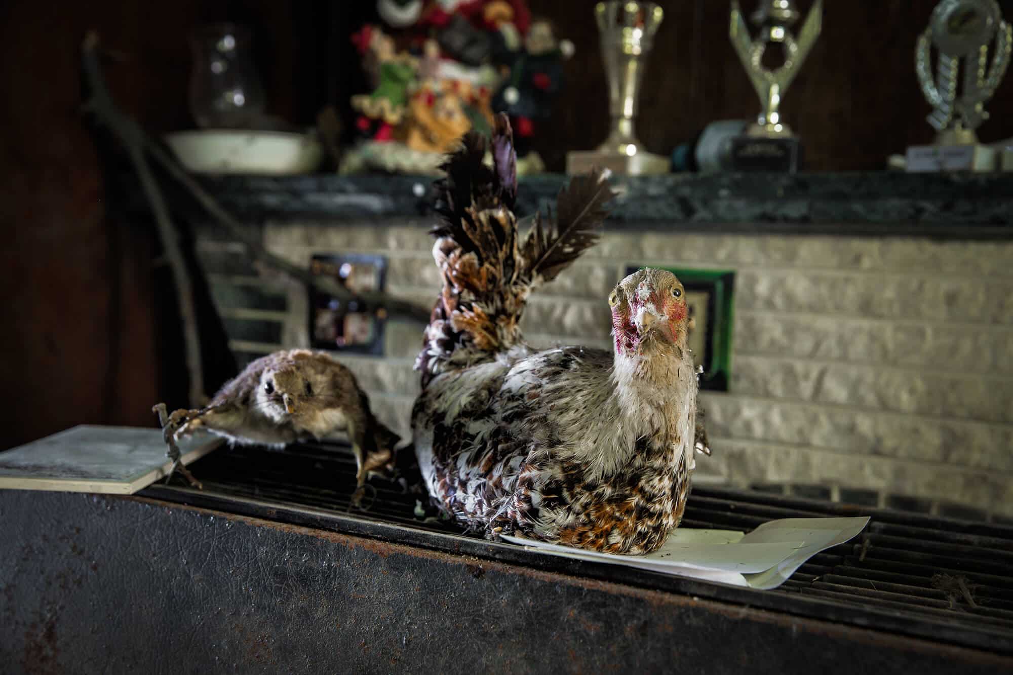 verlaten boerderij opgezetten dieren